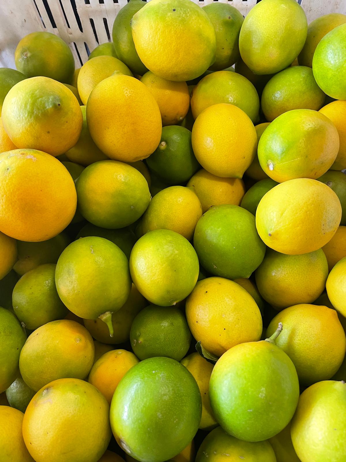 Zahidenin Tropikal Bahçesi 